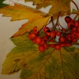 Herbsttreffen 2013